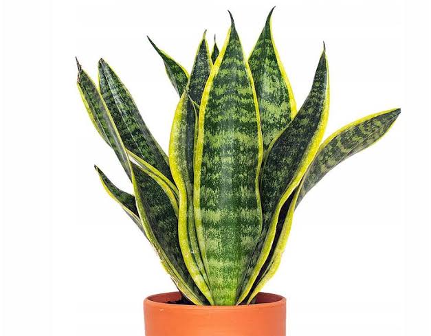 Snake Plant in pot