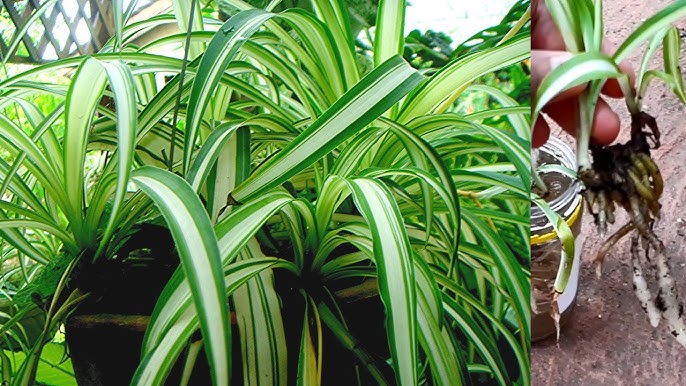 Spider Plant (Chlorophytum comosum)